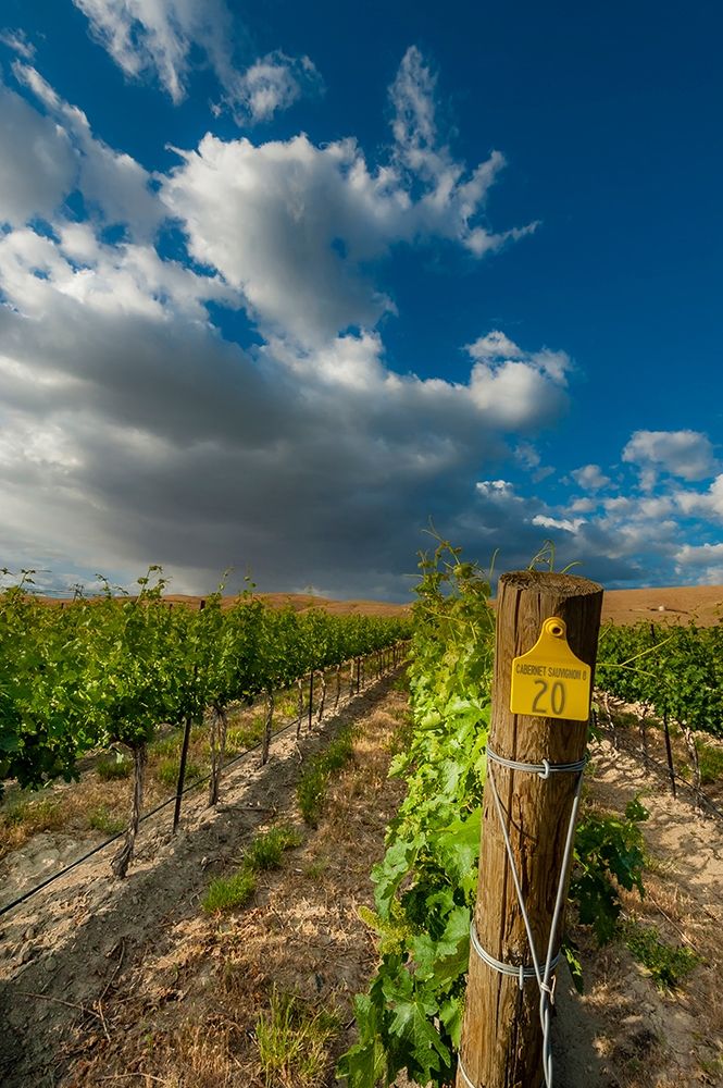 Washington State-Red Mountain Moring sun on row of Cabernet Sauvignon in a Red Mountain vineyard